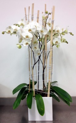 Composition orchidées